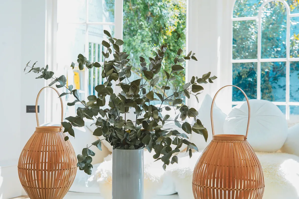 Décoration intérieur avec plante verte et paniers en osier