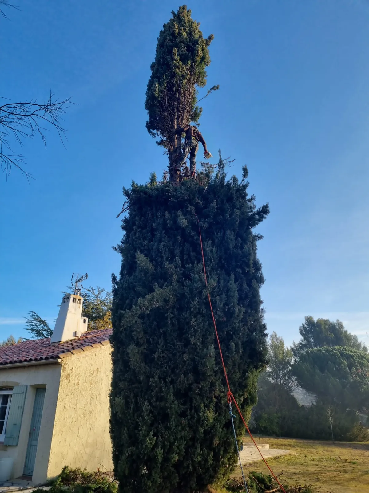 Photo du chantier : élagage d'un cyprès